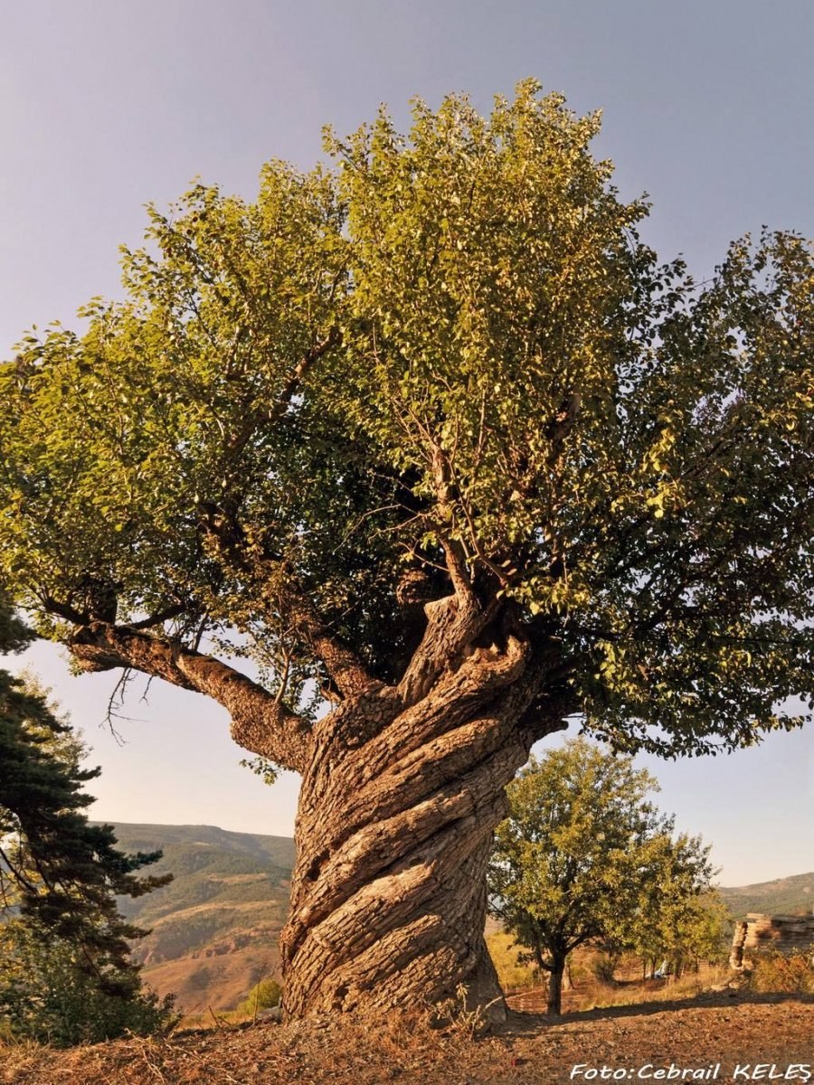 Пиривиди Tree