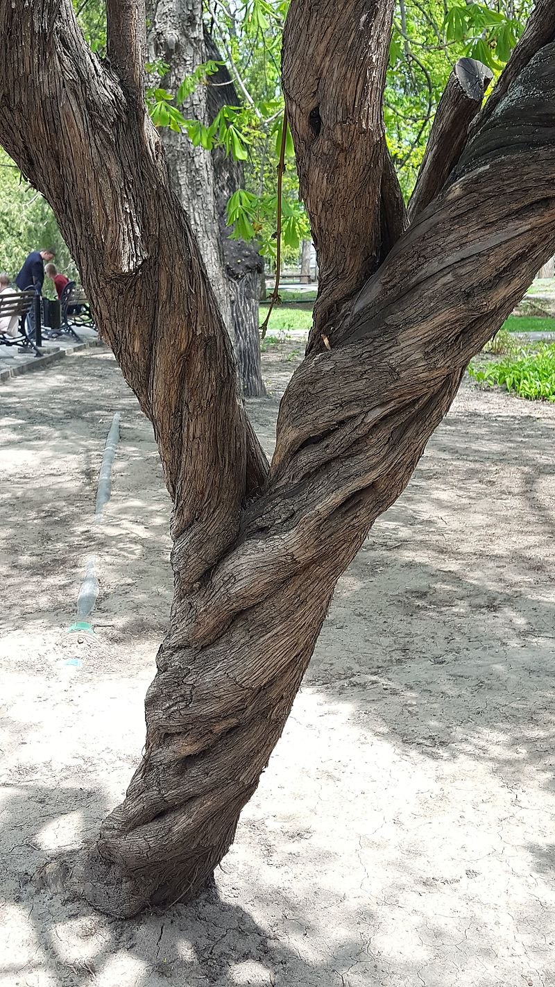 Извилистое дерево