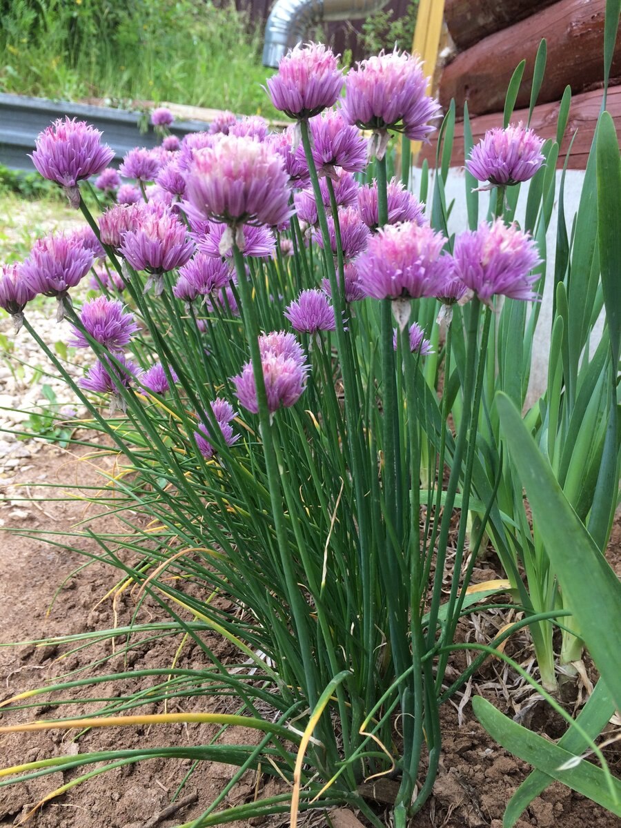 Лук Маунт Эверест