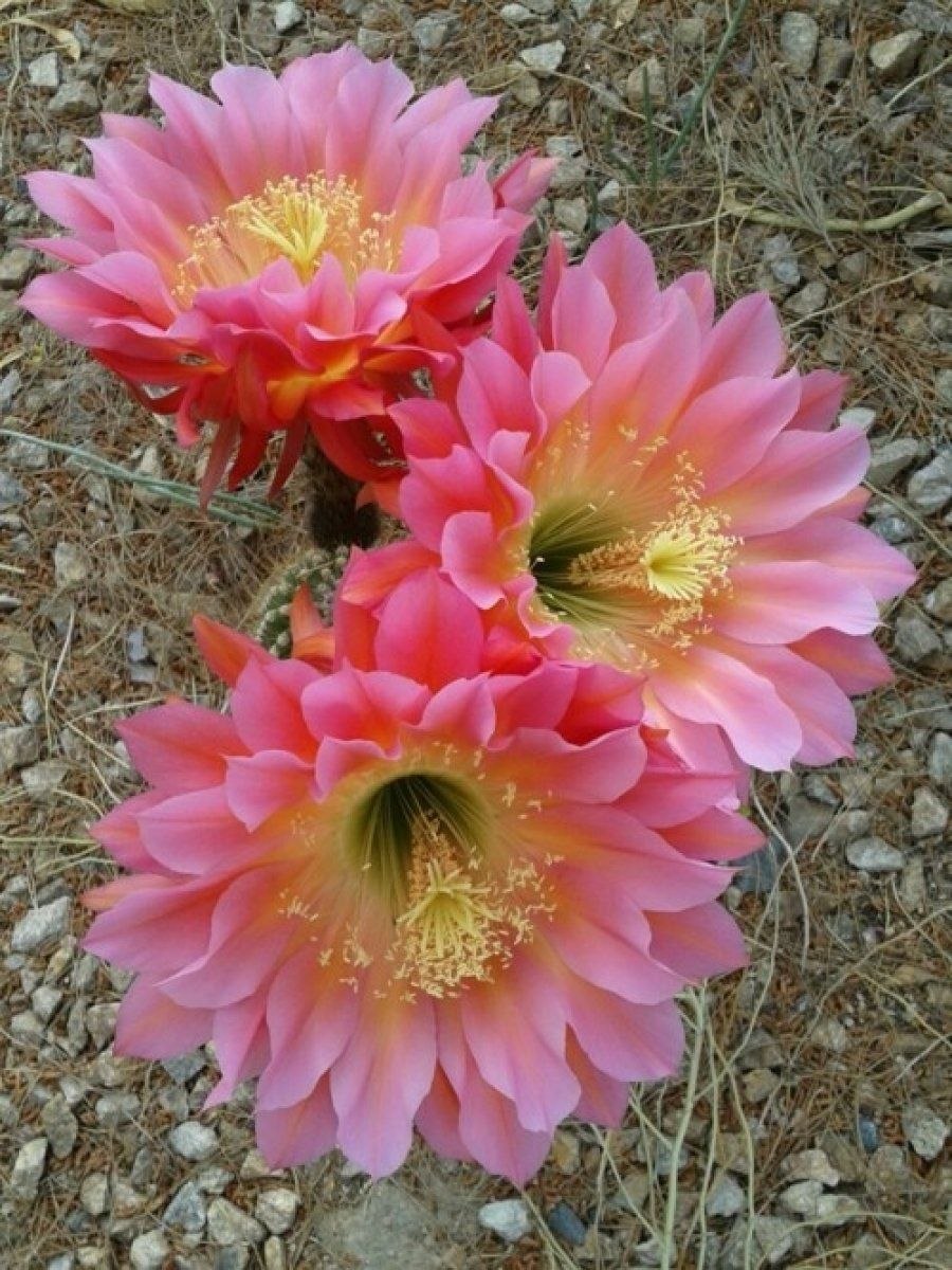 Mediolobivia pygmaea