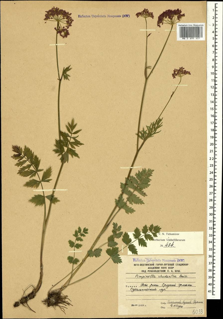 Бедренец Дагестанский