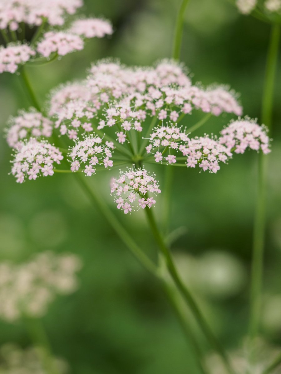 Бедренец rosea (Розеа)