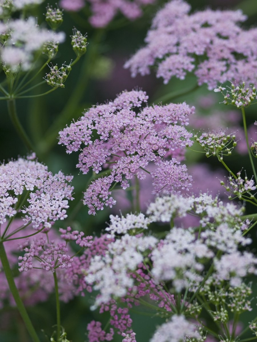 Бедренец Розеа