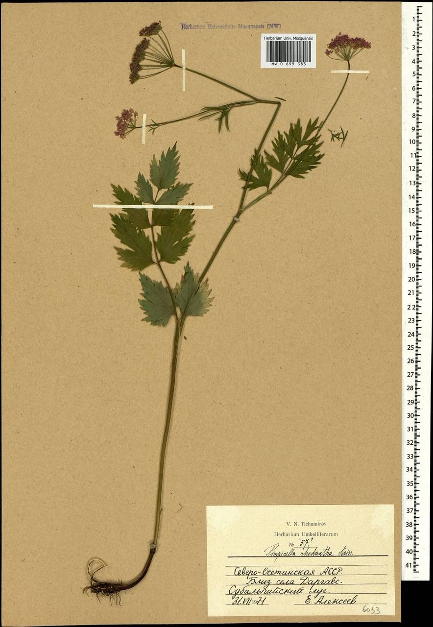 Бедренец розовоцветный