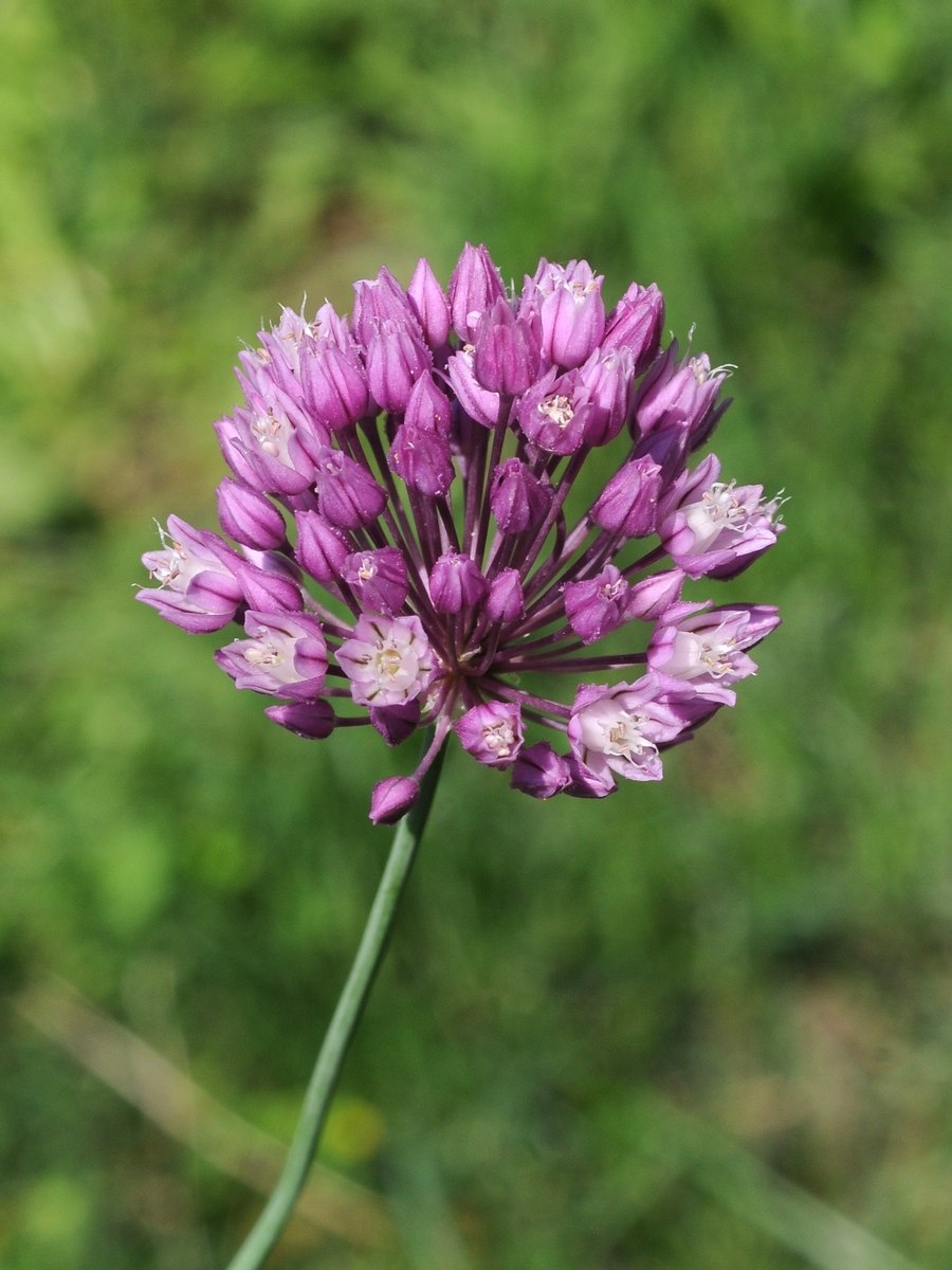 Allium fasciculatum