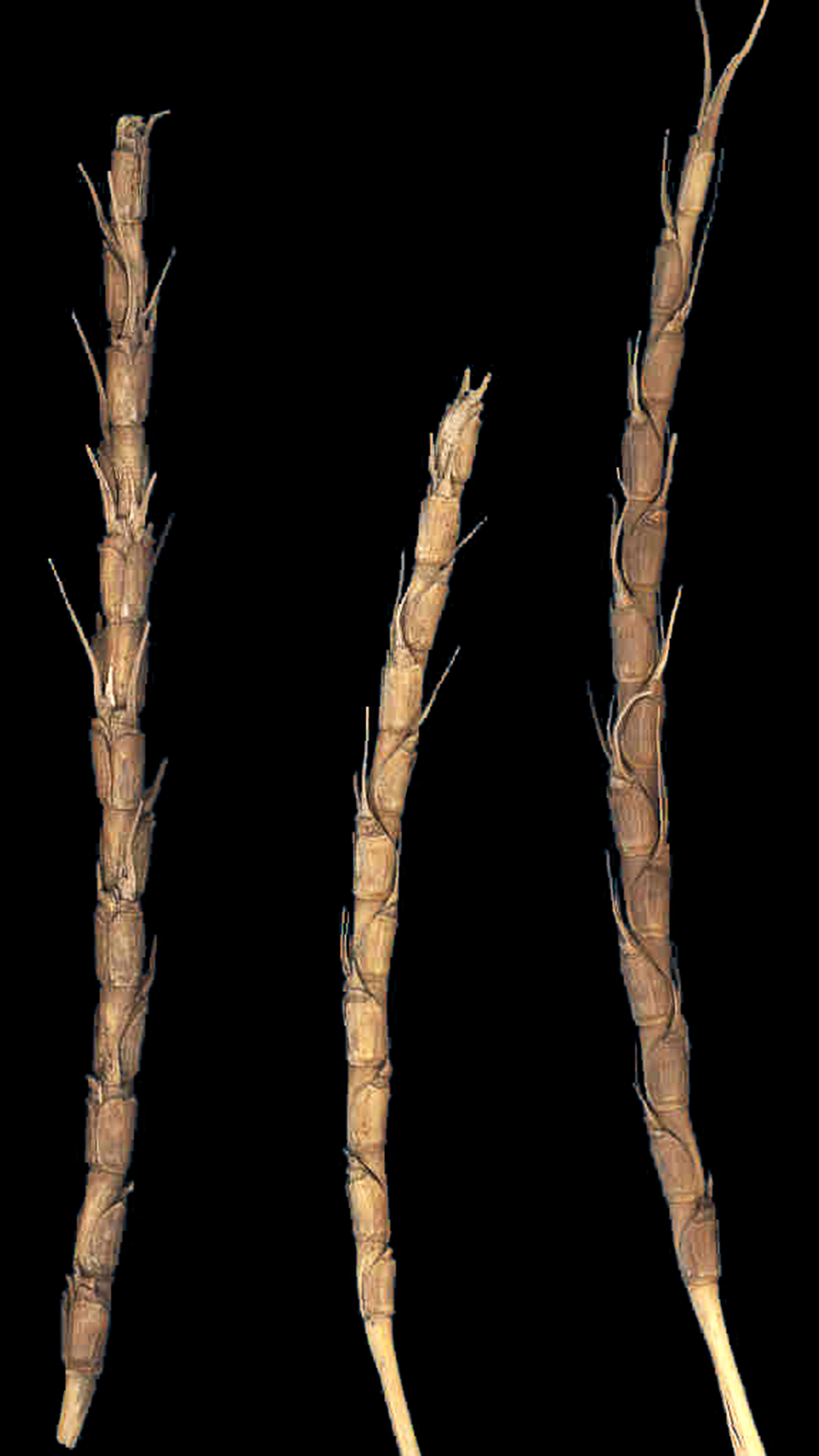 Aegilops geniculata