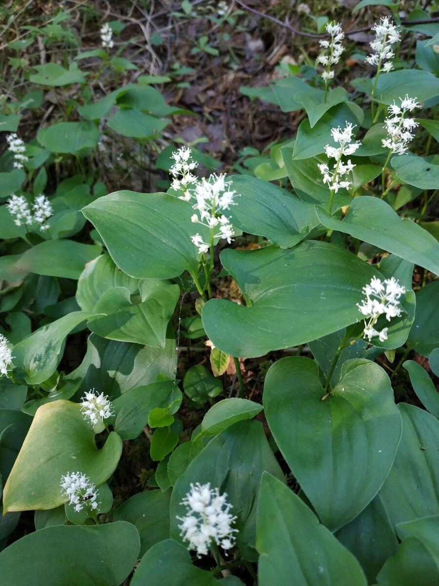 Цирцея Парижская