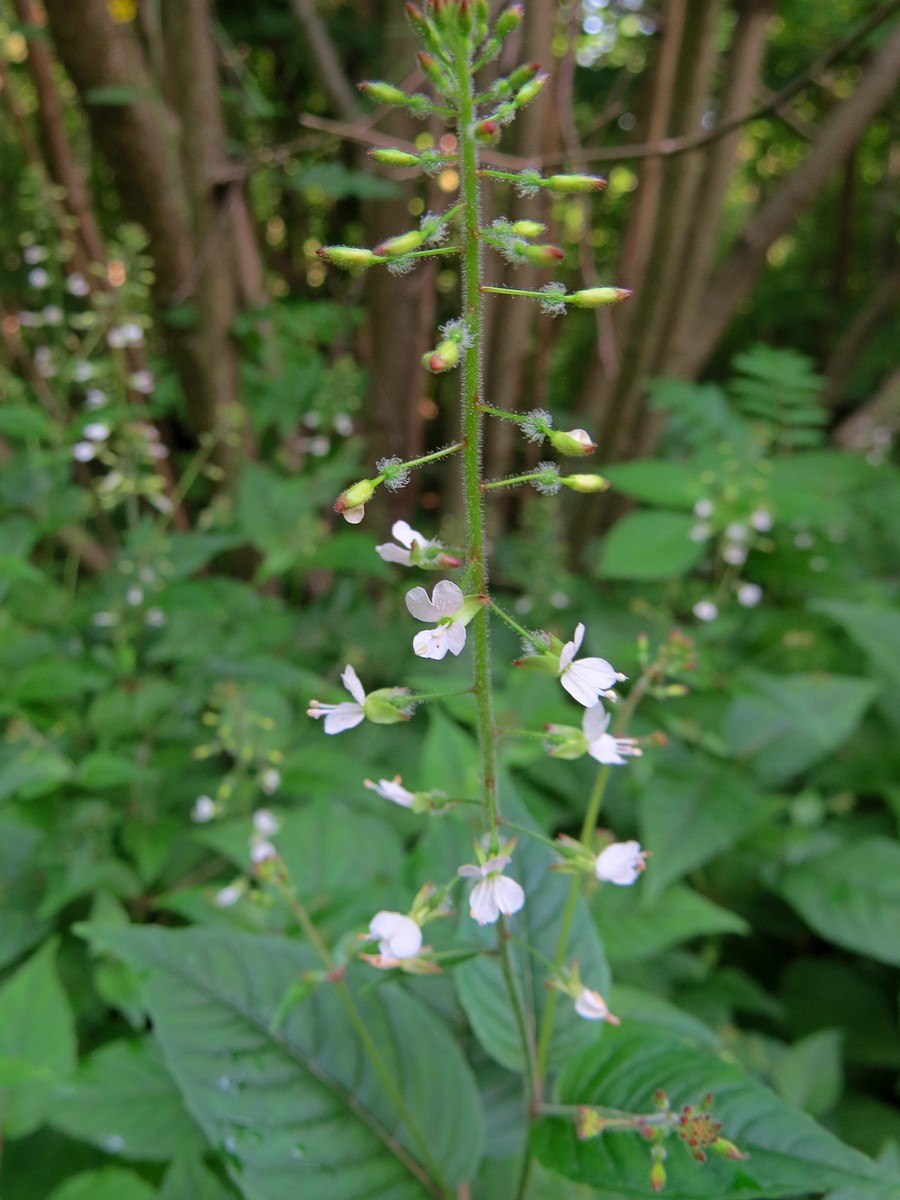 Двулепестник Парижский Circaea lutetiana l.