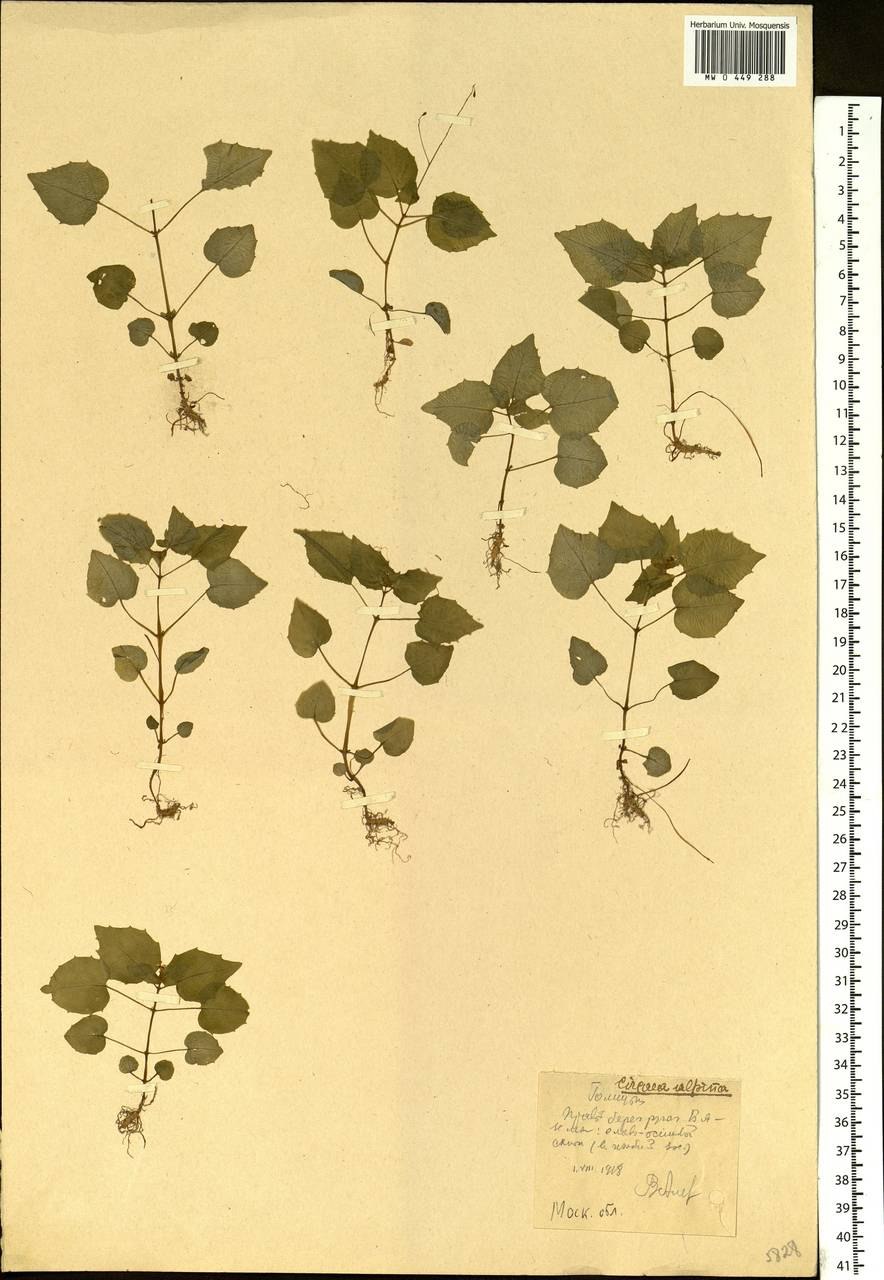 Крымский Эдельвейс цветок