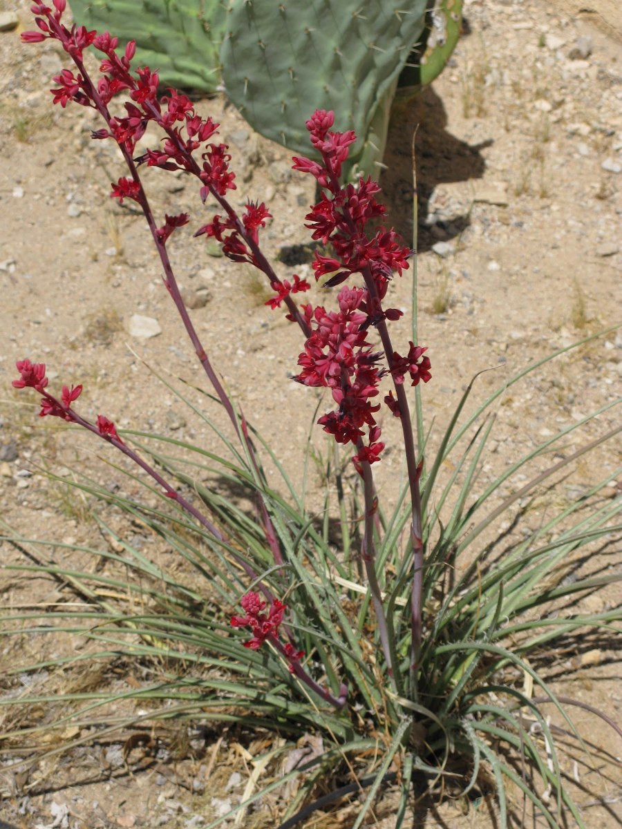 Геспералоэ колокольчатое