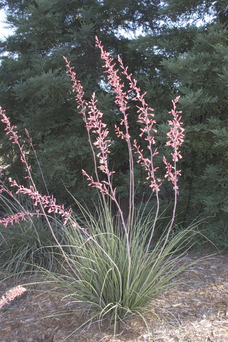 Hesperaloe funifera
