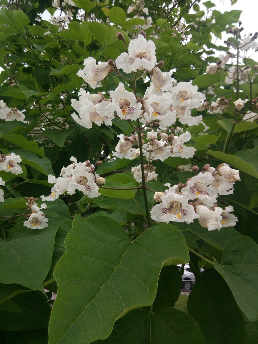 Катальпа прекрасная