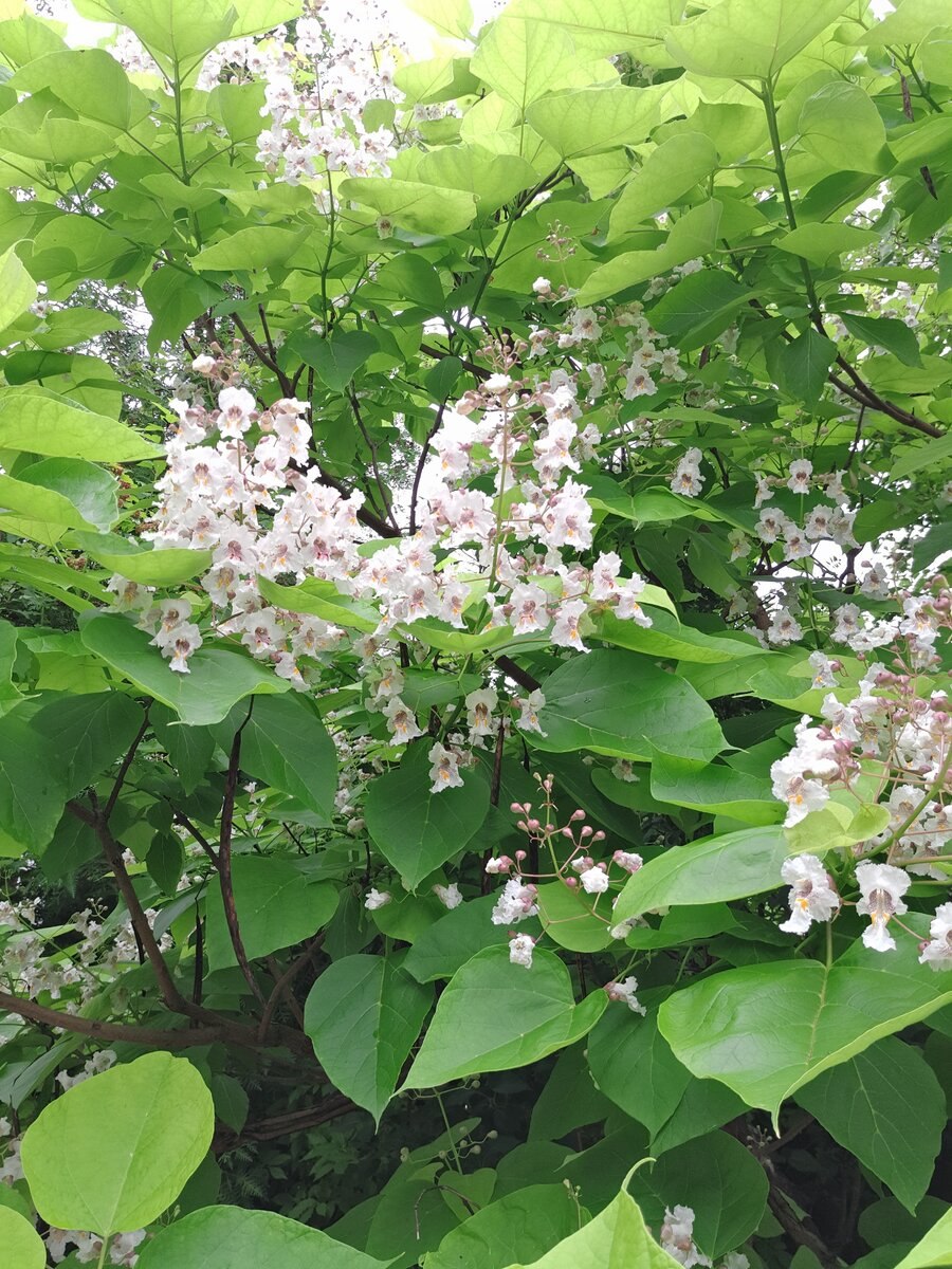 Катальпа бигнониевидная (Catalpa bignonioides)