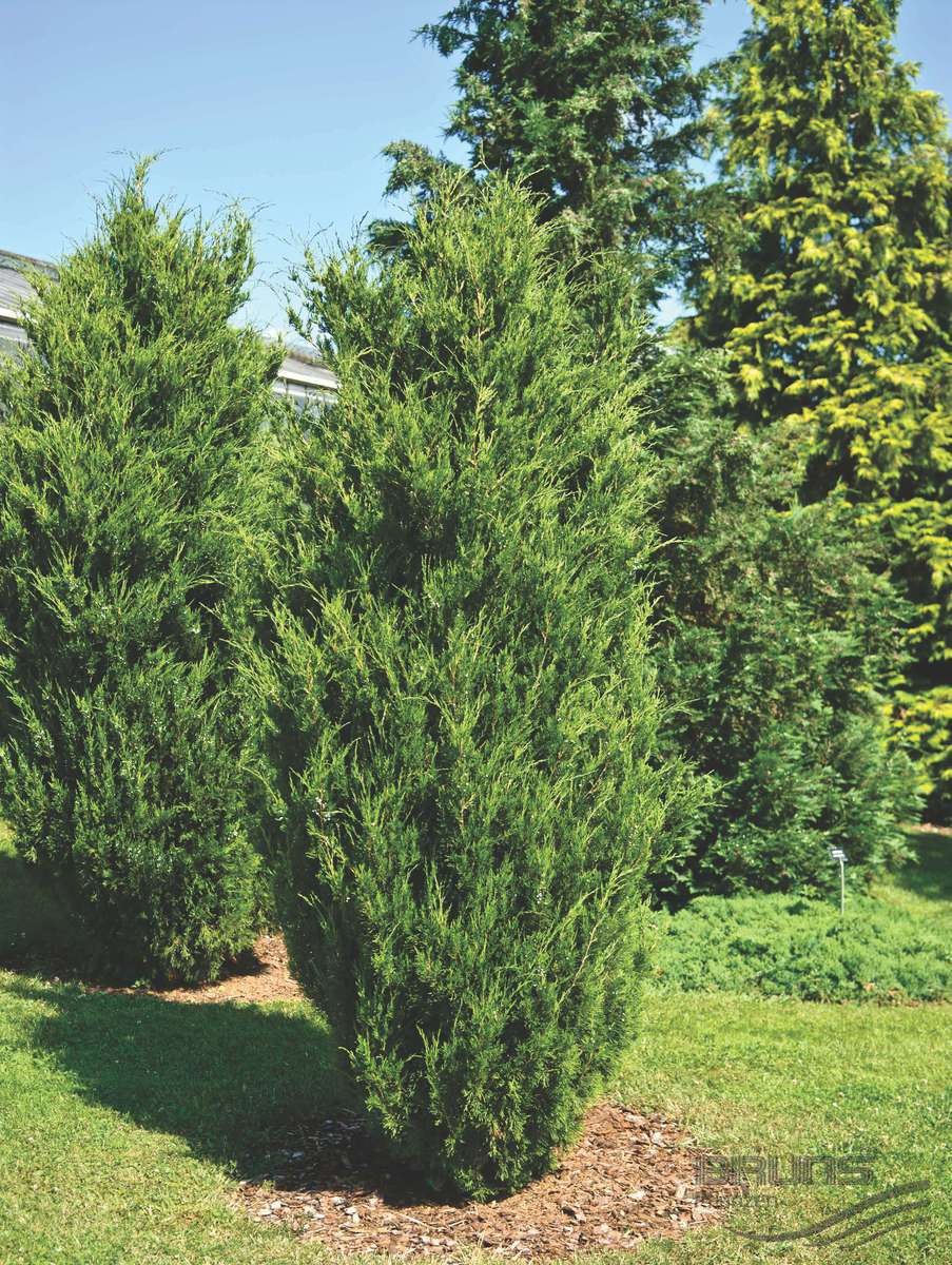 Можжевельник виргинский Juniperus virginiana