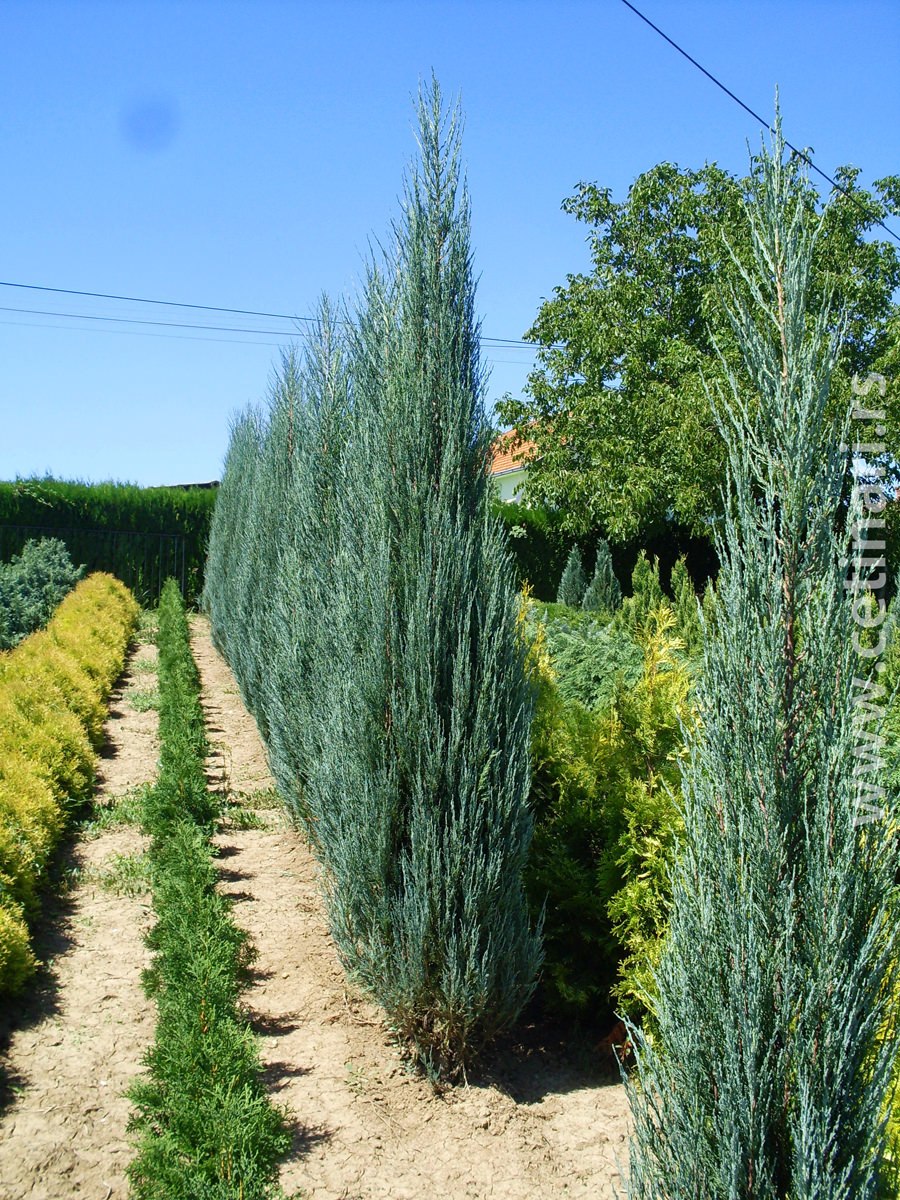 Можжевельник Хетц