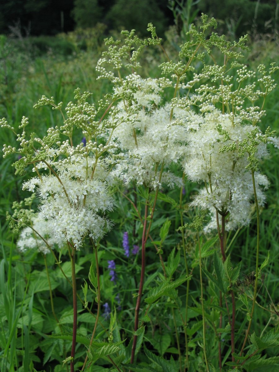 Лабазник Filipendula Ulmaria