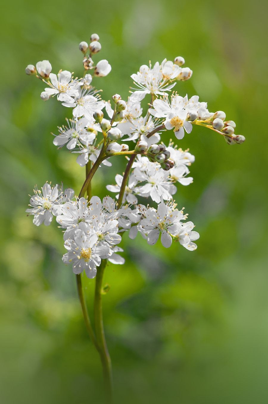Таволга вязолистная