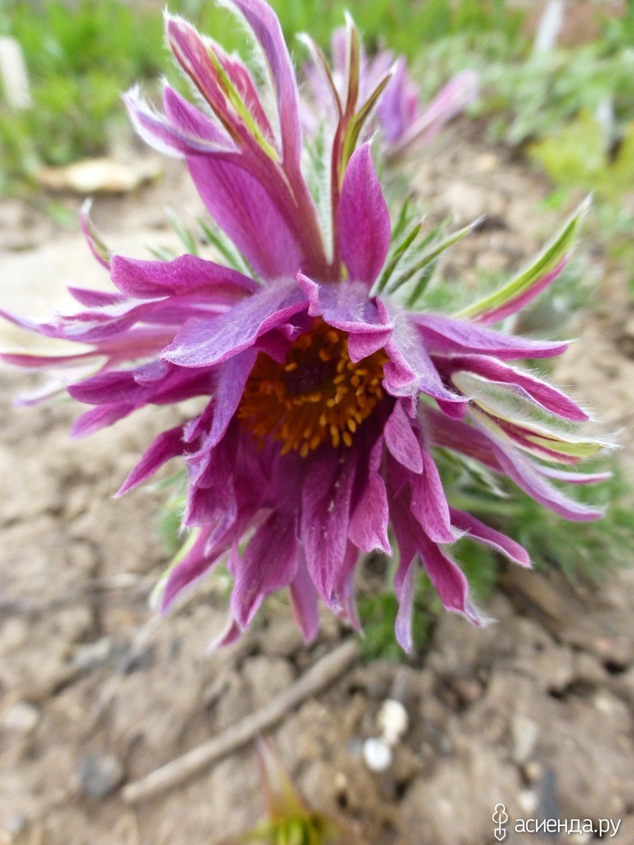 Подснежник Сибирский прострел