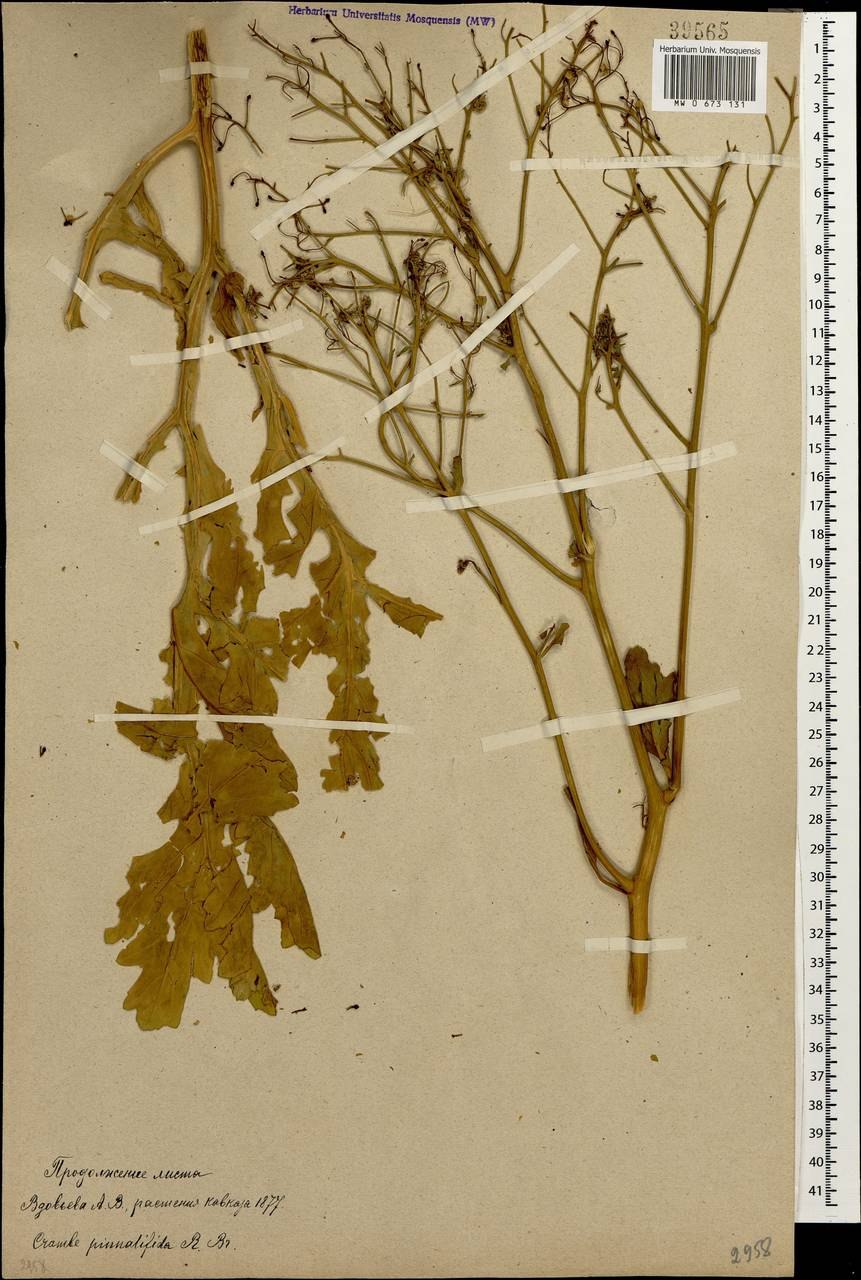 Катран Коктебельский