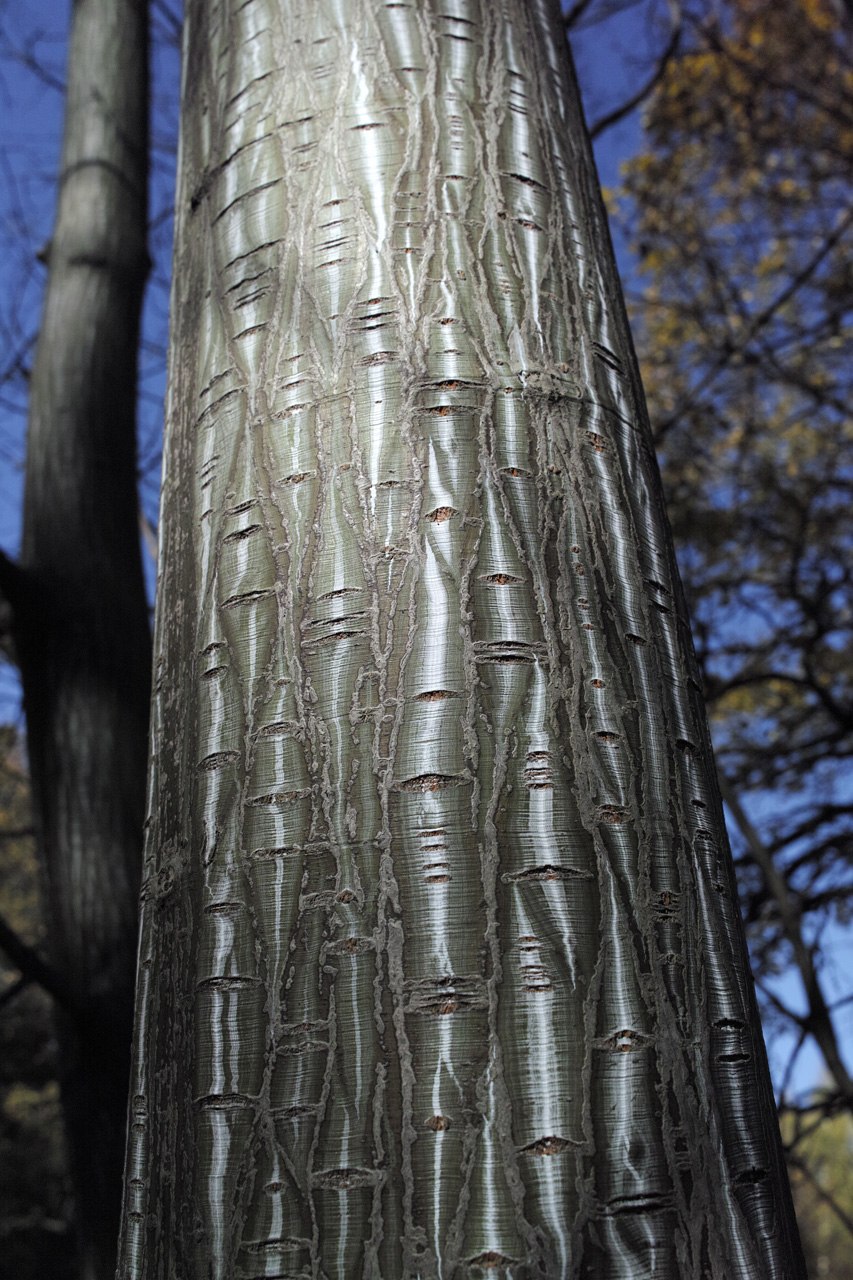 Клён Давида Acer davidii