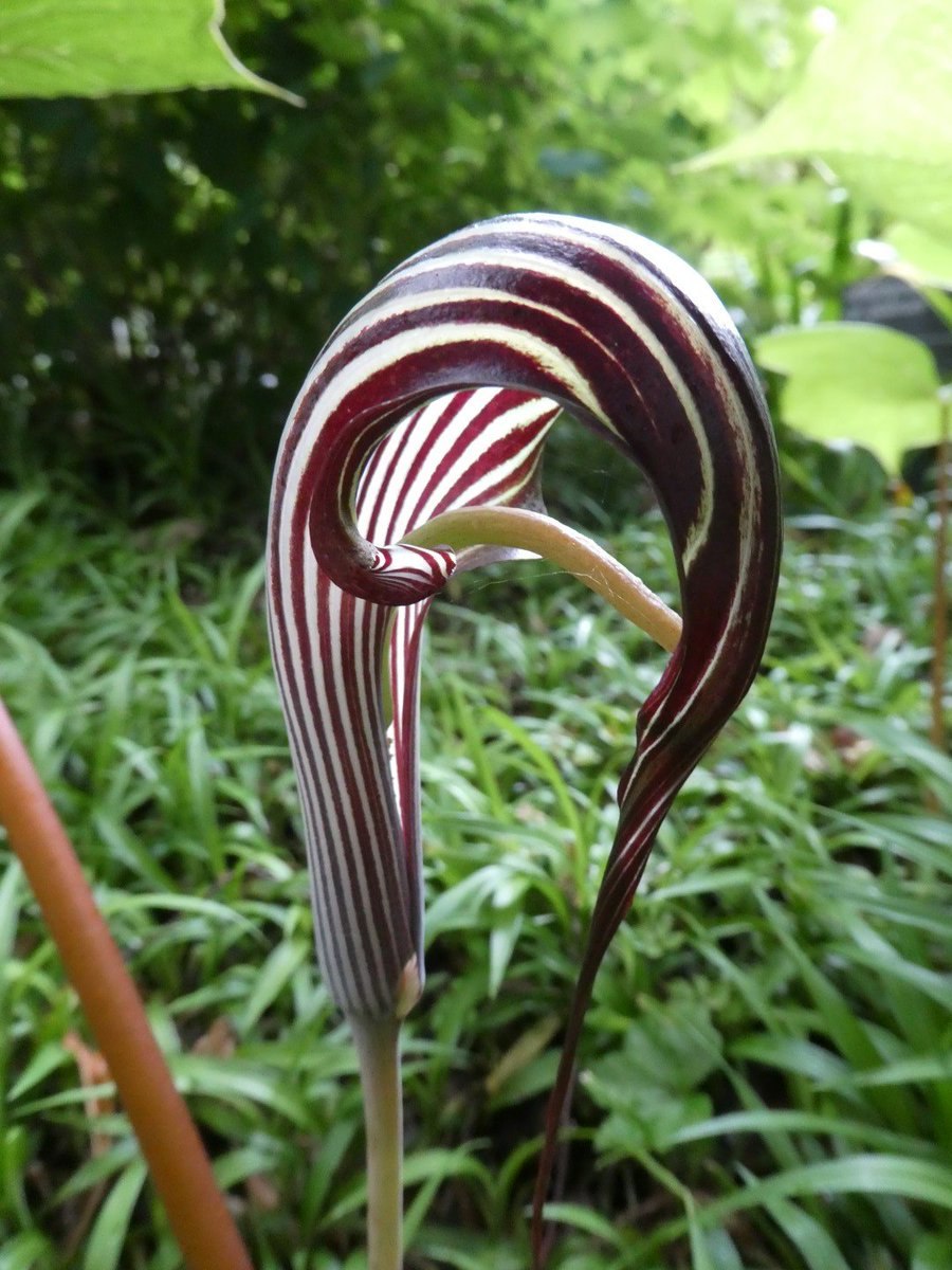 Аризема Фаргеза