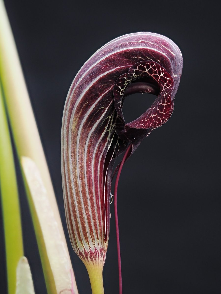 Аризема Чжу