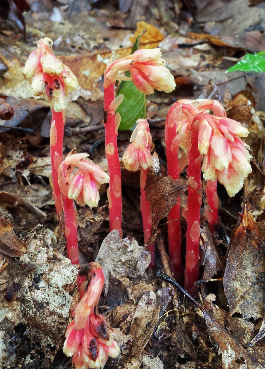 Подъельник одноцветковый