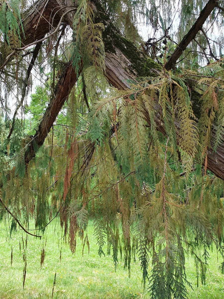 Кипарисовик Лавсона алюми