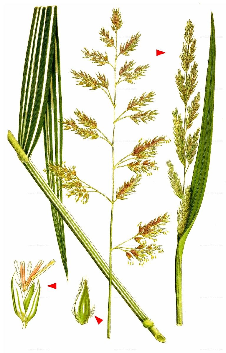Двукисточник тростниковидный (Phalaris arundinacea).