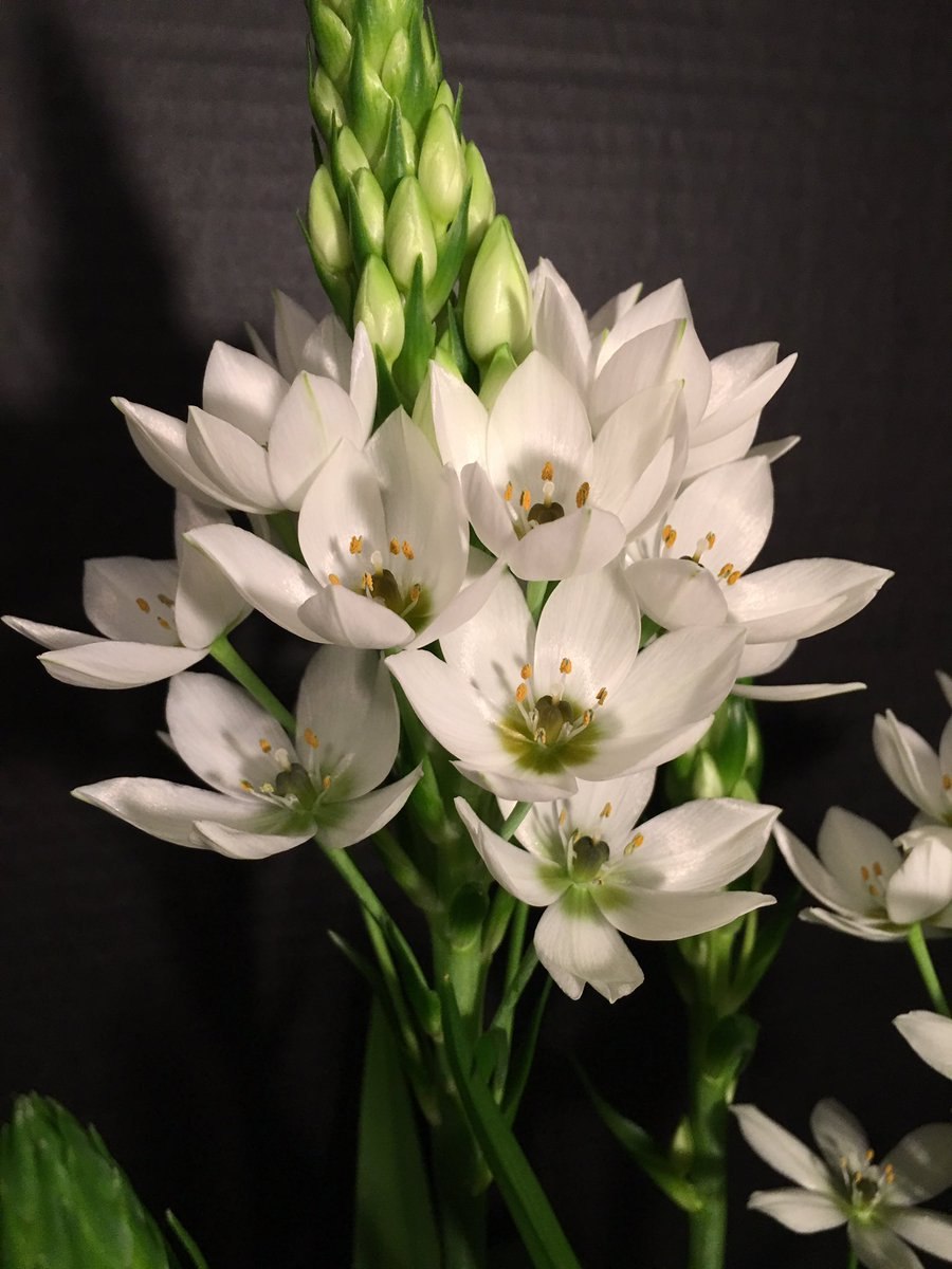 Птицемлечник Крымский