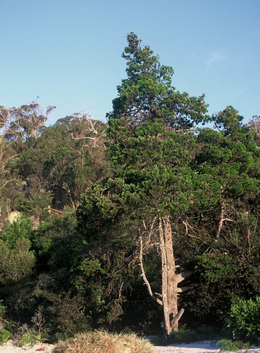 Tetraclinis articulata