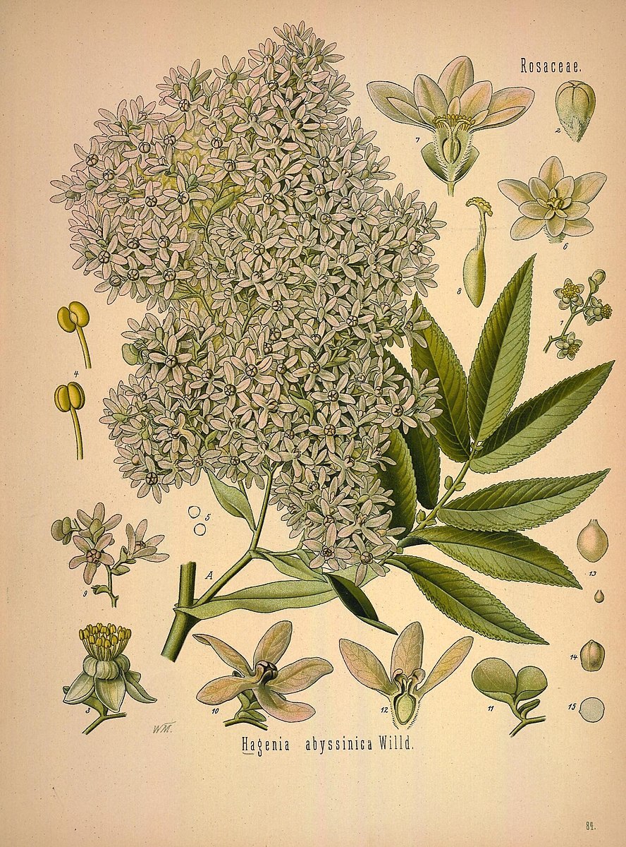 Хагения дерево