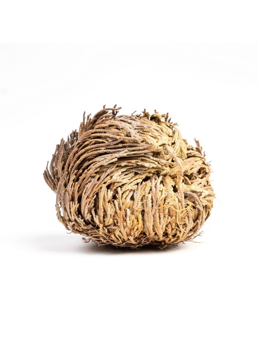 Селагинелла чешуелистная