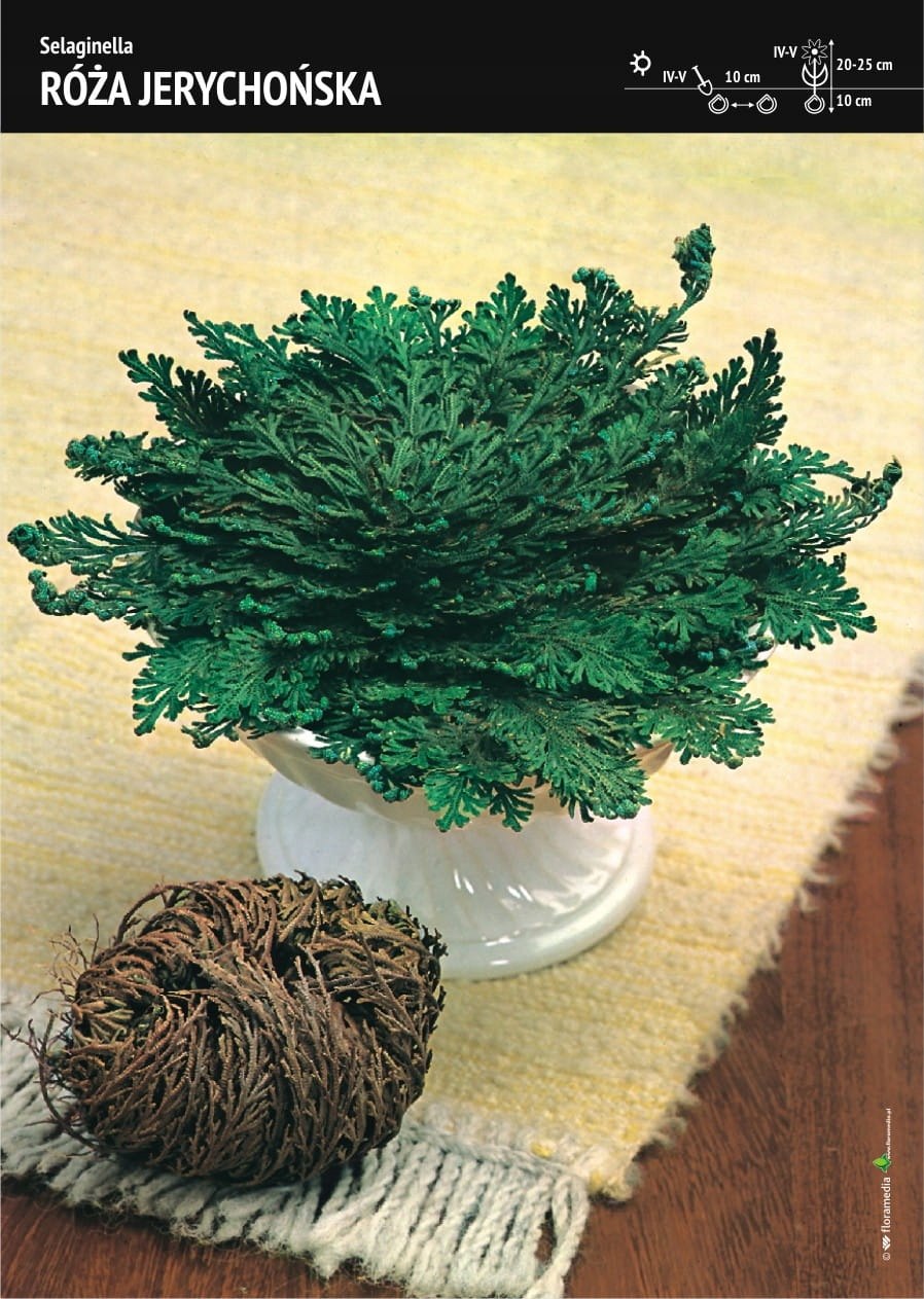 Селагинелла (Selaginella) lepidophylla роза Иерихона