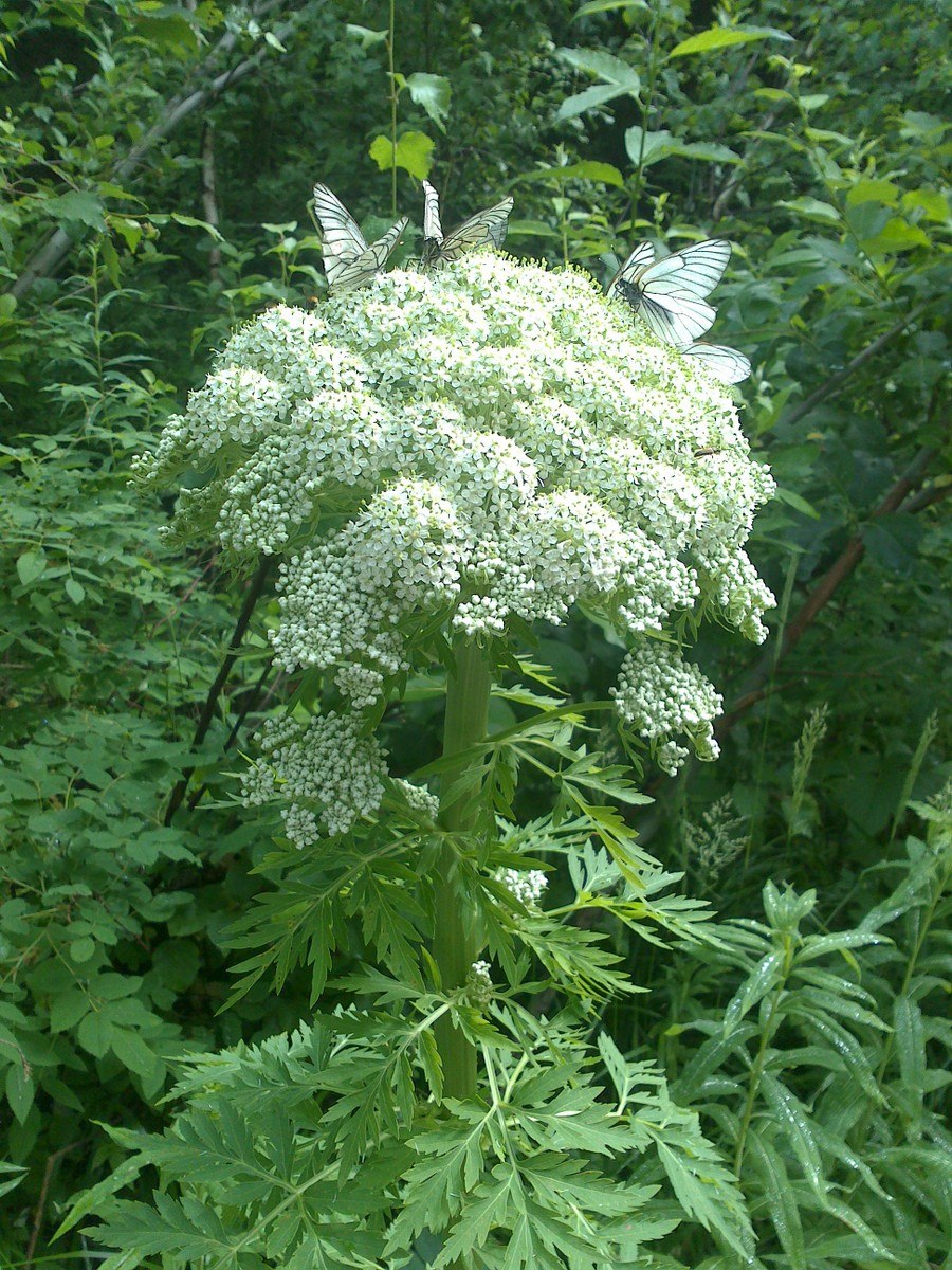 Реброплодник Уральский рисунок