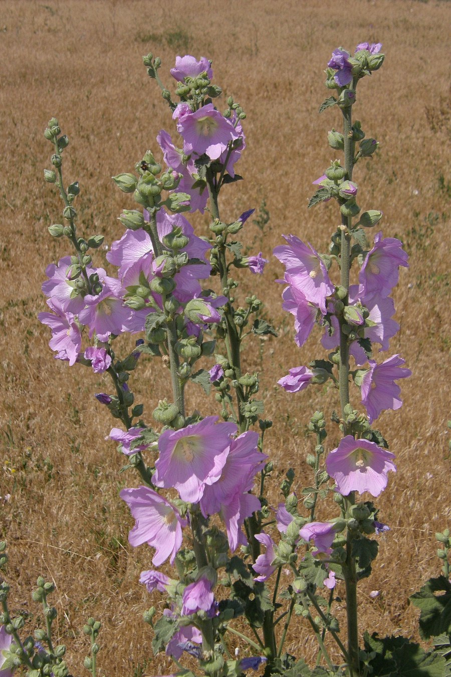 Мальва просвирник