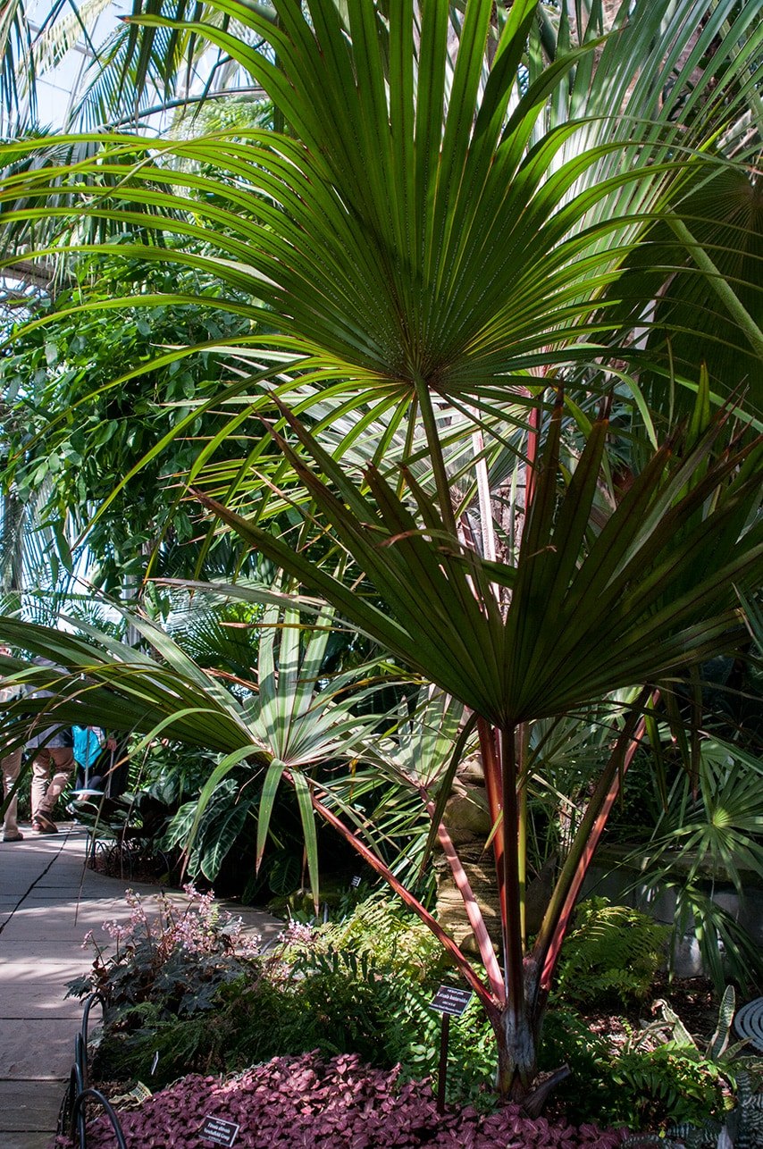 Пальма сабаль Пальметто