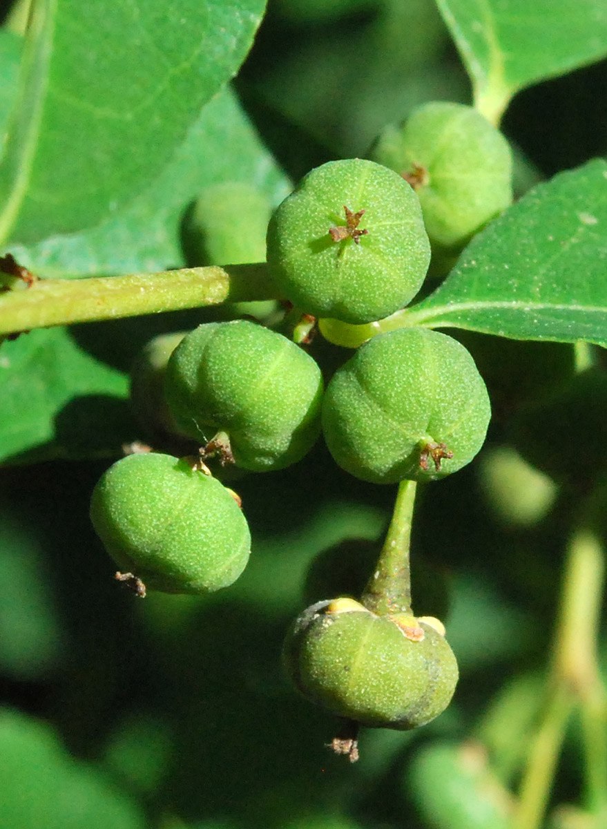 Секуринега плоды