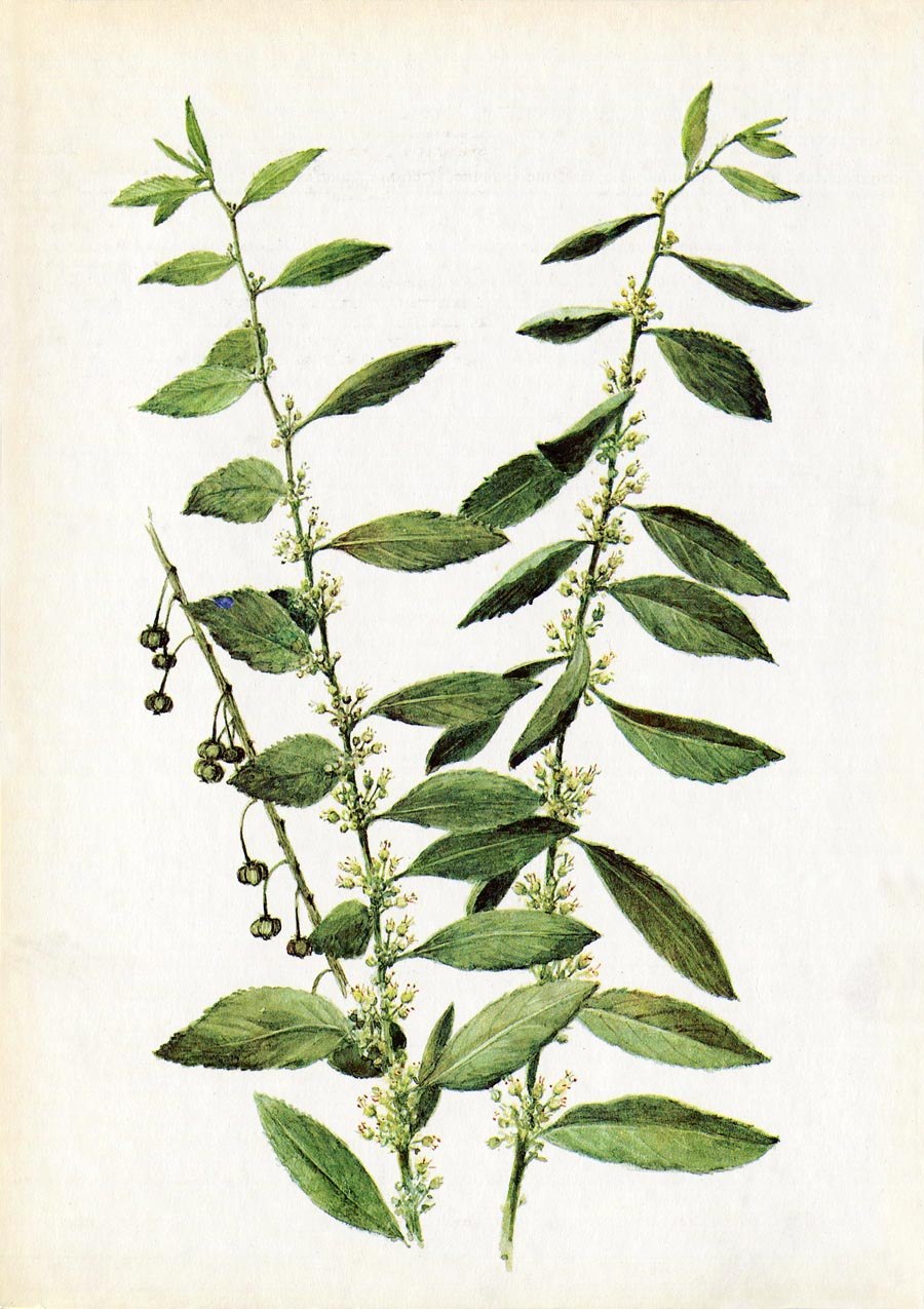 Секуринега полукустарниковая