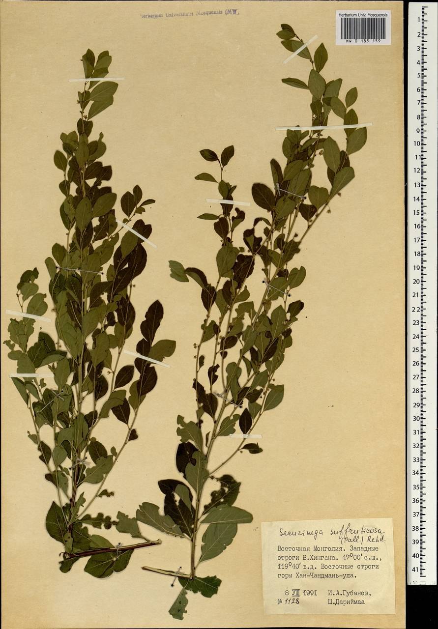 Жимолость Лесная обыкновенная