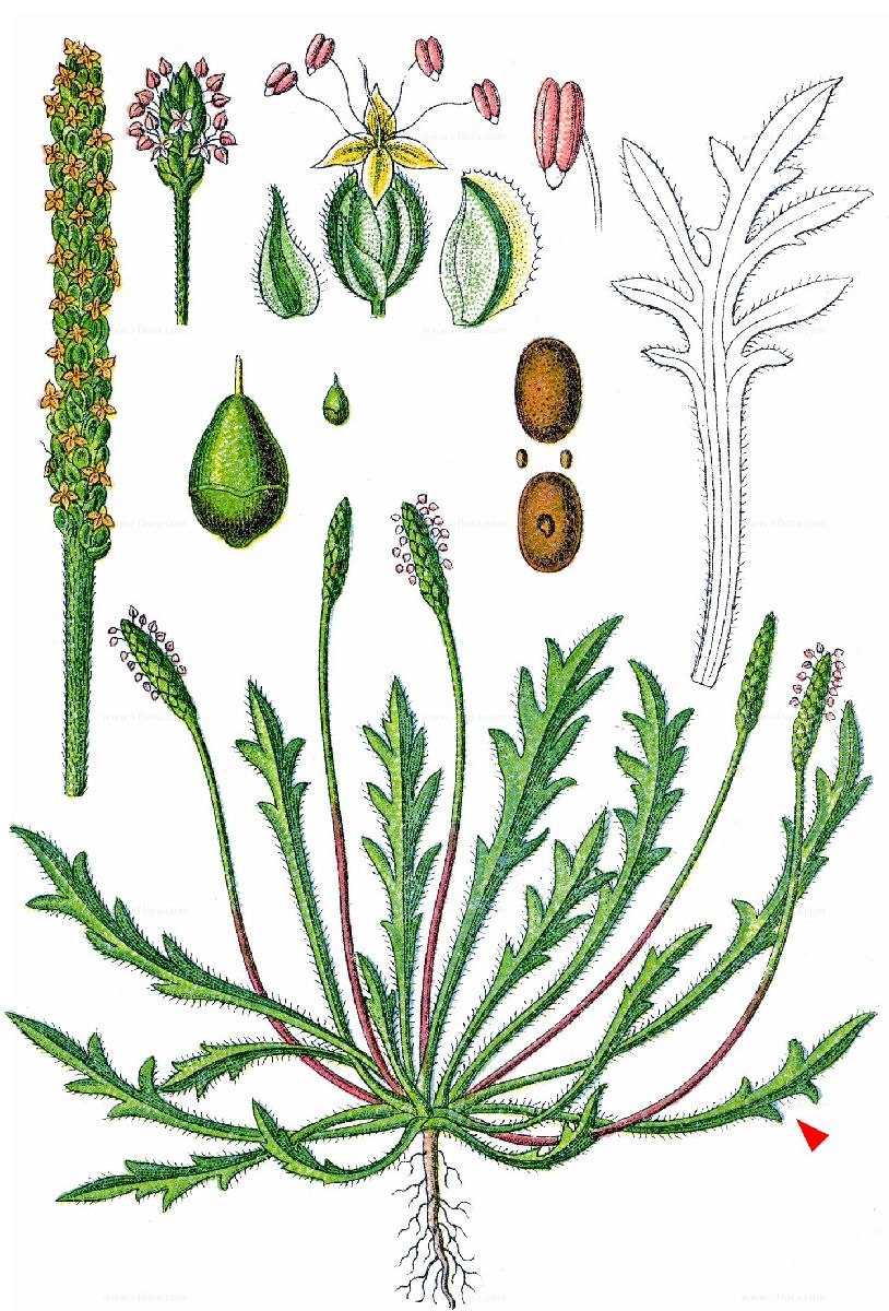 Подорожник оленерогий (перистый) (Plantago coronopus)