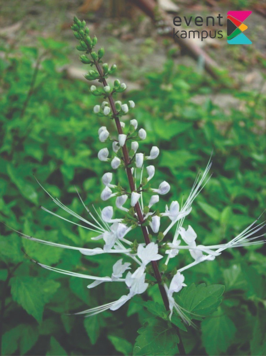 Orthosiphon aristatus