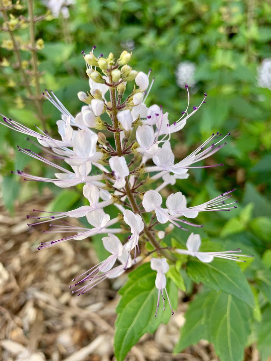 Ортосифон тычиночный