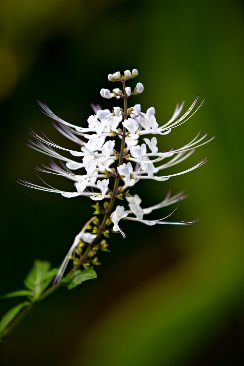 Orthosiphon stamineus