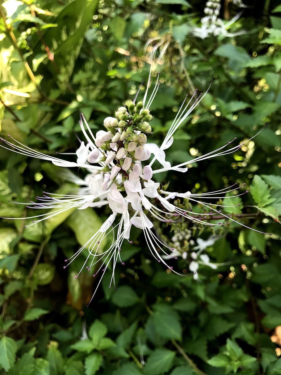 Ортосифон тычиночный