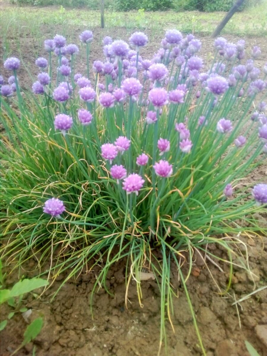 Лук склоненный фото