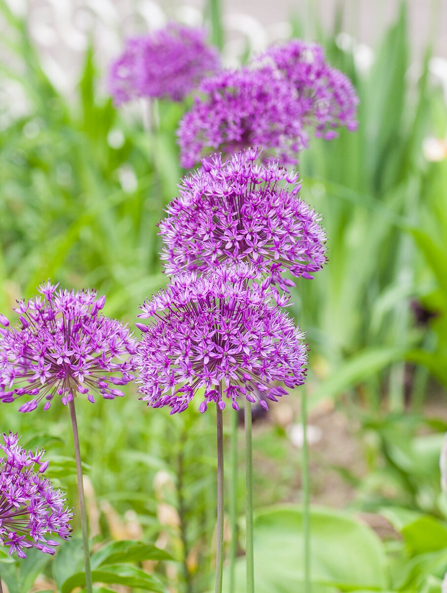 Лук склонённый