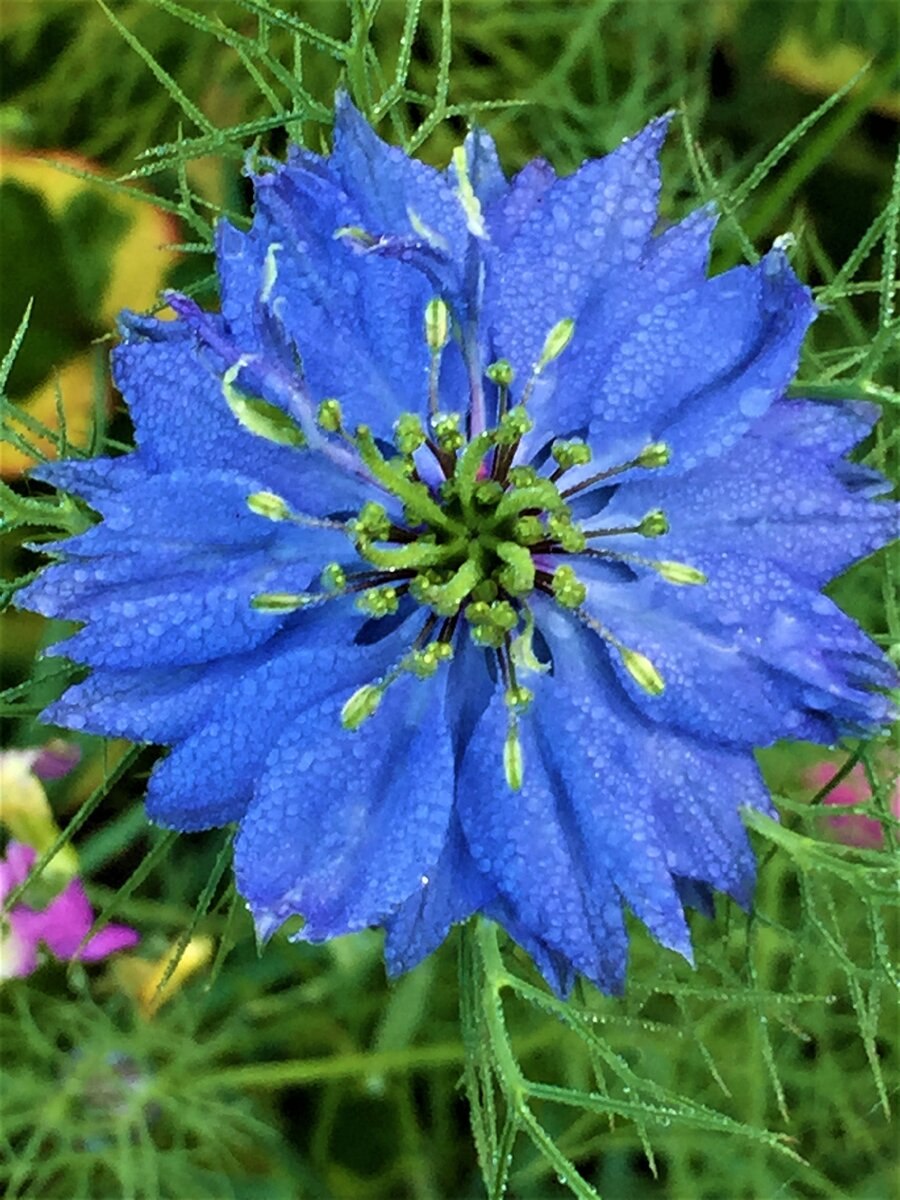 Чернушка посевная