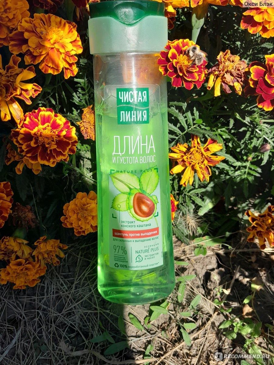 Конский каштан лесной