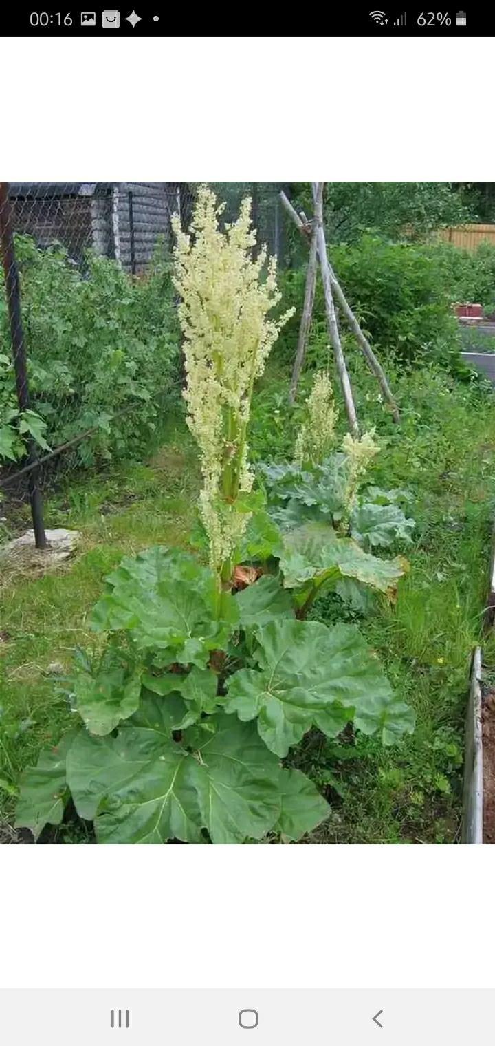 Ревень пальчатый